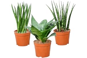 Baby Plants Trio Bathroom Succulents | Set of 3 Sansevieria Hanni, Kirkii & Cylindrica | Easy Care & Decorative | Ideal Plants for Windowsill & Shelf Fresh from the Nursery | Green Me Up