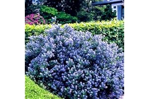 GardenersDream Ceanothus 'Yankee Point' Plant - California Lilac Evergreen Shrub in 9cm Pot - Outdoor Garden Ready Hardy Shrub - All Year Round Outdoor Plant for Groundcover (9cm Pot, 15-25cm)