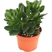 Aloe Cosmo - aloès sphérique - pot 12cm - Plante d'intérieur succulente | Leroy Merlin