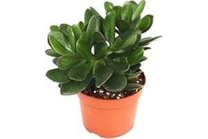 exotenherz - Crassula portulacea - arbre à argent - grande plante en pot de 12cm