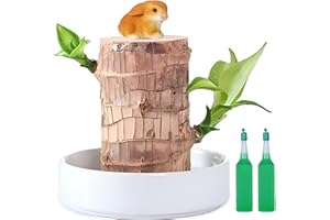 MXHBSTP Brazilian Wood Plant Rabbit Set, Indoor Plants for Home Decor, Lucky Bamboo Plant Air Purifying Plants Indoor, Desk Ornament for Office and Living Room, Gift