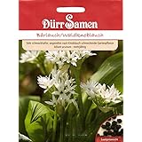 Bärlauch/Waldknoblauch