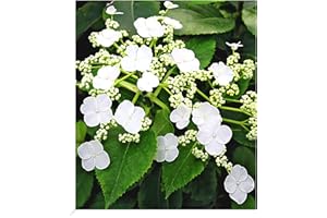 BALDUR Garten Kletter-Hortensien 'Semiola®', 1 Pflanze, Hydrangea petiolaris, blühende Kletterpflanze winterhart, pflegeleicht, für Standort im Schatten geeignet, blühend