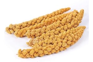 Pet Ting Millet Sprays Naturalmente crecido y mano Picked 1 kg