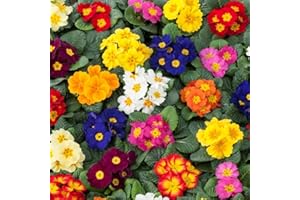 WHIN HILL NURSERIES 12x Primula Mixed Autumn, Winter Flowering Primrose Plants, Garden Ready Plants Not Plugs.