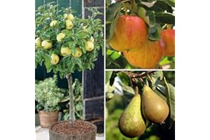 Dwarf Patio Fruit Tree Apple Pear Small Garden Trees, Easy to Grow Miniature Orchard, Produce Gala, Golden Delicious & Mini Conference, 9cm Pot x 3 by Thompson & Morgan