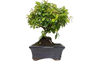 VWPEYY Bonsái Sageretia Theezans de 5 Años Sageretia o Ciruelo Dulce Chino Planta Interior