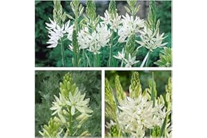 HUMPHREYS GARDEN Camassia Leichtlinii Alba Flower Bulbs Size 12/14 (10) Late Spring Flowering White Flowers. Easy to Grow