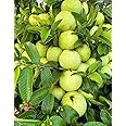 FloraPlax High Yield Hybrid All Seasons Rare Variety Guava Fruit Tree Live Plant for Home Kitchen Garden Amrood Ka Podha Amrud Phal ka Paudha Outdoor Big