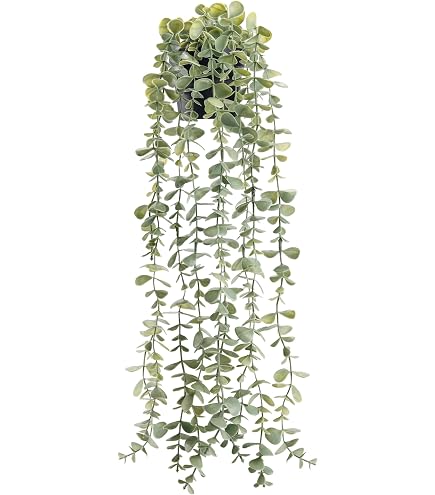 philodendron warscewiczii aurea flavum Philodendron warscewiczii ’ Aurea flavum ’