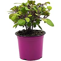 Strauchbasilikum, Strauch Basilikum Pflanze, Das Original African Blue !