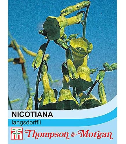 Tobacco Seeds for Planting | Golden Virginia | 500+ Seeds | UK Organic