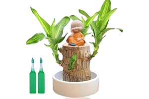 SINGHAO Brazil Lucky Wood with Monk Statues,Mini Brazil Lucky Wood,Brazilian Lucky Wood Plant,Bonsai Tree Indoor Plant,Lucky Bam/boo Plant Indoor,Hydroponic Potted Lucky Plant on Desk,Brazil Plants Indoor