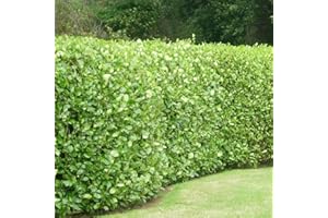 10 Griselinia Littoralis Hedging Evergreen Plants Fast Growing Shrubs 35-50cm Potted Sunnyside Nurseries