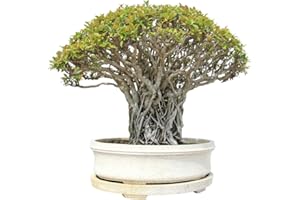 GROW YOUR SECRET GARDEN Buddha Baum 20 Samen - Pappel Feige, Ficus Religiosa - Bonsai