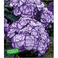 BALDUR Garten Winterharte Freiland-Hortensie Miss Saori Blue® 1 Pflanze Hydrangea