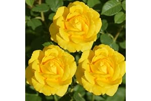 DUTCH BULBS EXCLUSIVE PLANTS FROM HOLLAND Piantine di Rosa Giallo (1 pianta profumata), grandi piante perenni resistenti, piante dall'Olanda per giardino e vaso (senza semi, bulbi e non artificiali)