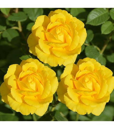 100 Pezzi Semi Di Rose Di Natale – Piante Resistenti Per Balcone E Giardino, Fioritura Primaverile, Facili Da Coltivare, Ideali Per Principianti