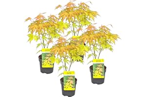 Bloomique - Juego de 4 - Acer Palmatum Orange Dream - Arce japonés - Plantas resistentes al invierno - Plantas de jardín resistentes - Altura 20-30 cm - Maceta de 10,5 cm