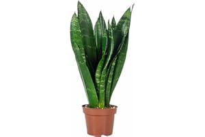 FLOWERBOX Bogenhanf - pflegeleichte Zimmerpflanze, Sansevieria trifasciata Black Coral - Höhe ca. 35 cm, Topf-Ø 12 cm