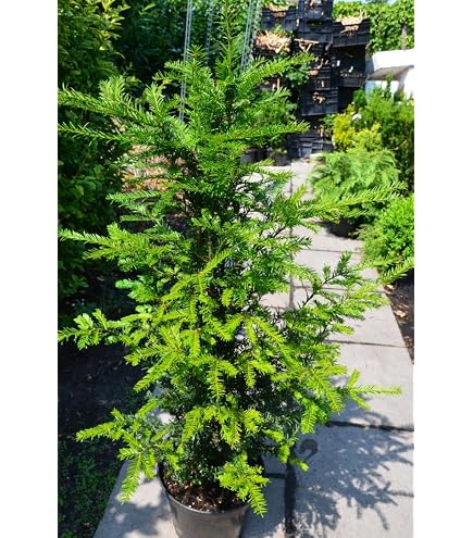 Becher Eibe Taxus media Hicksii 40-50 cm hoch mit Ballen : Amazon.de: Garten