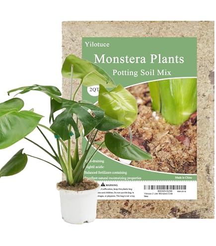 lambs ear plant Lamb’s Ear – 50 Seeds main image 0
