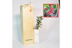 FINCA CASAREJO Lentisco | Arbusto mediterraneo | Albero con frutti commestibili | Giovane germoglio di 30 cm ricevuto in scatola di legno riutilizzabile | 1 unità