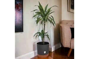 Mima Tus Plantas Macetero con Plato Incluido (25 cm x 24 cm x 21.5 cm, Gris)