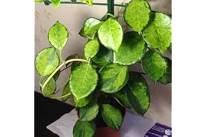 PRGN 1 PIANTA HOYA AUSTRALIS LISA FIORE DI CERA VASO 12CM Perenni