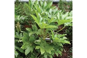 YouGarden Fatsia Japonica Japanese Aralia, Garden Ready, 40cm Tall in a 17cm Pot, Evergreen, Easy to Care for, Shade Loving Plants