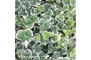 Hedera Helix White Wonder | English Ivy Or Common Ivy | 8.5cm Pot | Climbing Plants | Plant Theory