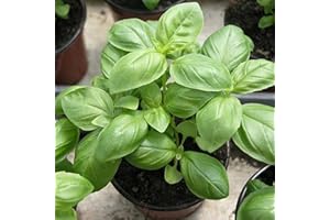 MITAIYAU 500 Pcs/Sac Graines Naturelles Thérapeutiques Vert Vivace Citron Basilic Graines Pour Serre Facile À Cultiver Graines Graines de basilic au citron