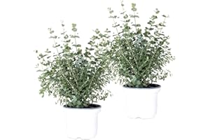 BLOOMIQUE Lot de 2 - Eucalyptus gunnii - Gommier - Arbuste - Persistant - ⌀17 cm - 40-50 cm