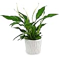 POWERS TO FLOWERS - SPATIFILLO CON VASO IN CERAMICA BIANCO IN VASO CERAMICA DECORATO, Spathiphyllum, Giglio della Pace, Piant