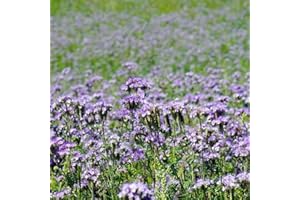 DAMAVAND PRO Phacelia Flower Seeds to Attract bee Vegetable Seeds, Green Manure Phacelia tanacetifolia 1000 Seeds