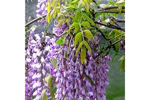 Saterkali Semillas florales, 50 piezas/bolsa Semillas florales Planta fácil Semillas de plantas Wisteria Sinensis de crecimiento rápido para jardín Semilla