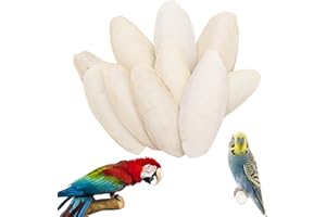 AERZOUSER 10 Installés 8-11cm OS de Seiche Tore, Os de Seiche Oiseaux, Adapté aux Oiseaux, Aux Tortues et aux Reptiles, Peuvent également être Utilisés comme Jouets.