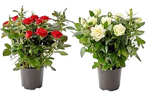 DECOALIVE Rosal Planta Natural - Pack 2 Plantas - Flores de Rosas en Maceta