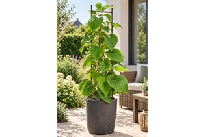 Kiwi-planta hanlig – Actinidia chinensis 'Atlas' – Bestämning för honkiwi – kraftig tillväxt – 50-70 cm – idealisk för trädgård & fruktodling