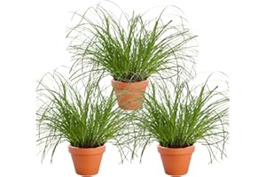 BLUME IDEAL Set de 3 Plantas “Hierba Gatera”, +/- 20–30 cm, ø 10–15 cm maceta, 3x Hierba Gatera para casa y oficina, no tóxico y apto para mascotas, calidad del profesional de plantas, envío rápido de plantas