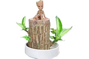 ZOOARTS Mini Madera brasileña de la Suerte, tocón hidropónico de la Planta pequeña de la Planta de Escritorio de la Oficina (Madera brasileña+muñeca)