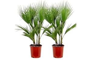 Bloomique - 2er Set - Washingtonia Robusta - Mexikanische Fächerpalme - Palme - Winterharte Balkonpflanzen - Gartenpflanzen Winterhart - Höhe 80-100 cm - Topf 21 cm