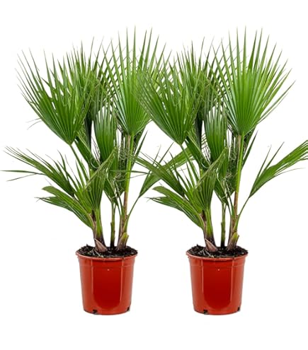 Plant in a Box - Chamaerops 'Vulcano' - Set van 2 - Winterharde