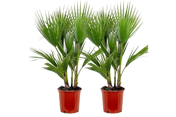Bloomique - Lot de 2 - Washingtonia Robusta - Palmier éventail mexicain - Palmier rustique - Plantes de jardin - Hauteur 80-100 cm - Pot 21 cm