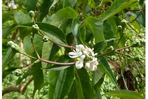 GREEN FUTURE PFLANZENHANDEL Sieben-Söhne-des-Himmels-Strauch Heptacodium miconioides Pflanze 35-40cm Rarität