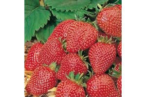 Strawberry Plants. 'Elan F1'. Everbearer with Trailing Fruit and White Flowers. 7cm Plant x 3. Available from Bedwen Plants.