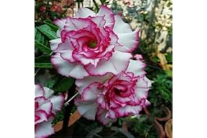 CFGRDEW Bulbos de rosa del desierto, adenium obesum planta，plantas perennes, decoración de interiores, crecen bien en macetas, fáciles de sobrevivir-1planta-C