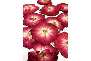 HANDI-KAFU 20 pcs Red Mini Rose Real Natural Dried Pressed Flowers for Resin Art Decors Craft DIY