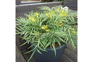 THOMPSON & MORGAN Mahonia Soft Caress Hardy Shrub Yellow Fragrant Winter Flowers Evergreen Ideal for Borders and containers 2013 Chelsea Flower Show Winner Mahonia eurybracteata in 9cm Pot by Thompson and Morgan (1)