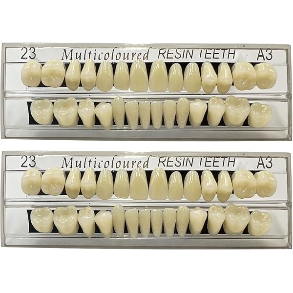 28pcs Dental Permanent Teeth Demonstration Model 1 1 Scale